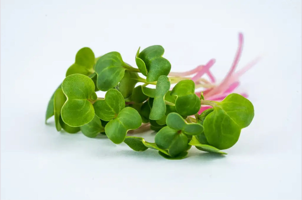 pink radish